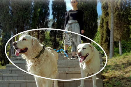 Exquisite Two Dog Leash Splitter | Double Dog Leash for Large Dogs Heavy Duty | No Tangle 2 Dog Leash Coupler | Dual Dog Leash Attachment | Retractable Dual Leashes for 2 Dogs